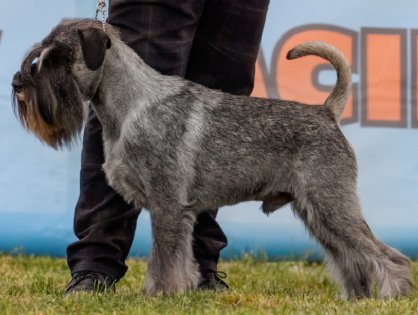 Artax's Angels THUNDER