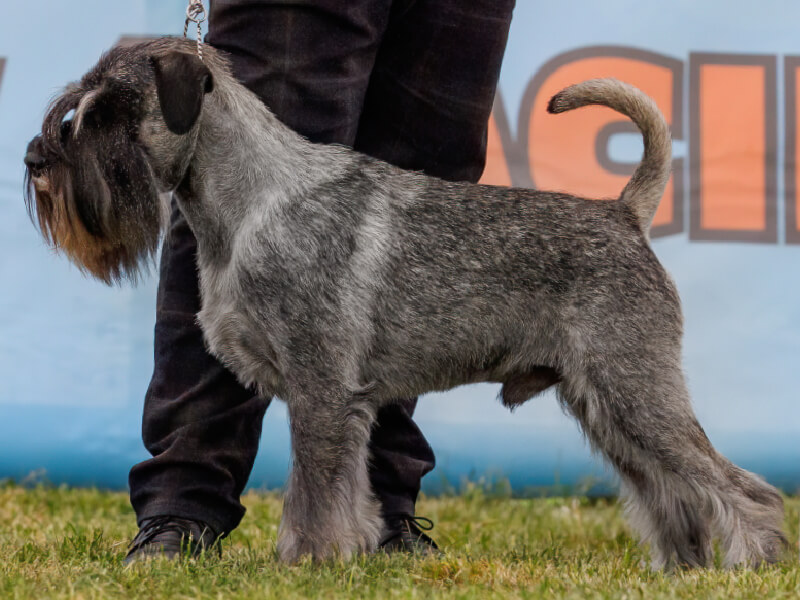 Artax's Angels THUNDER